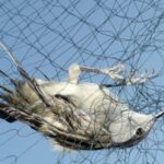 Οι Βρετανικές Bάσεις συνεχίζουν να πρωτοστατούν στον αγώνα κατά της παγίδευσης πουλιών