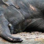 Οργή στην Ινδία: Νεκρή ελεφαντίνα που έφαγε ανανά με κροτίδα