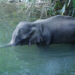 Μυστήριο με εκατοντάδες νεκρούς ελέφαντες στην Μποτσουάνα
