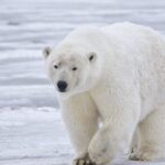 Κινδυνεύουν με εξαφάνιση οι πολικές αρκούδες