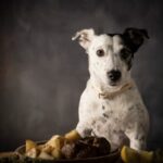 17 Τροφές που δεν πρέπει να τρώει ο σκύλος σας