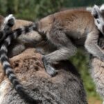 Με εξαφάνιση απειλούνται σχεδόν όλοι οι λεμούριοι της Μαδαγασκάρης