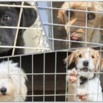 Υπενθύμιση Κτηνιατρικών Υπηρεσιών για συνθήκες προσωρινής φύλαξης ζώων