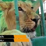 Λιοντάρι που λιμοκτονούσε σε τσίρκο σώθηκε από την ευθανασία και αναρρώνει σε καταφύγιο σκύλων