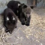 Ορφανά αρκουδάκια βρίσκουν νέα «αγκαλιά» σε καταφύγιο άγριων ζώων