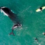 Αυστραλία: Μεγάπτερες φάλαινες πλάι – πλάι με σέρφερς