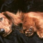 Περίοδο στον σκύλο – τι πρέπει να γνωρίζετε για το κατοικίδιό σας