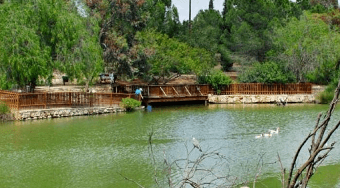 Θνησιμότητα ψαριών στη λίμνη Αθαλάσσας – Ποιος ο λόγος