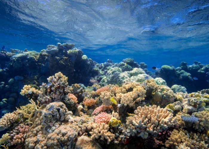 Αυστραλία: Ο Μεγάλος Κοραλλιογενής Ύφαλος της Unesco έχασε τα μισά κοράλλια του σε 25 χρόνια