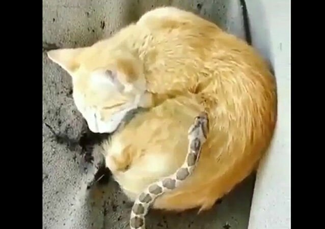 Θανάσιμος ύπνος: Φίδι κάνει πέσιμο σε γάτα που κοιμάται – Βίντεο