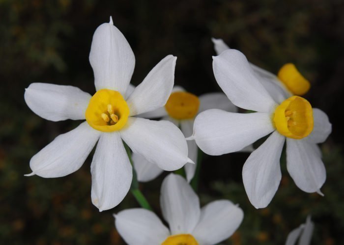 Narcissus tazetta CSC 36171