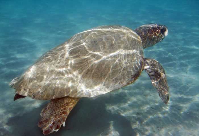 caretta 768x4801 1