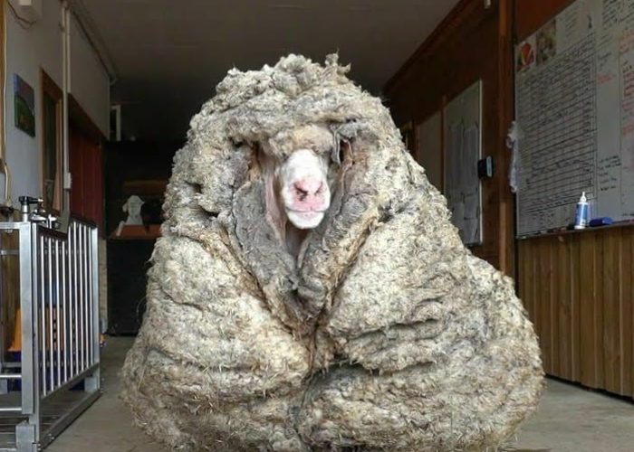 Κούρεψαν πρόβατο μετά από πέντε χρόνια και βρήκε ξανά το φως του