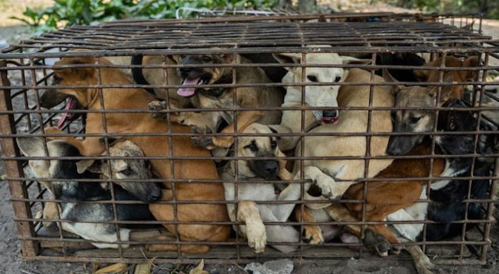 Dogs cages Cambodia1