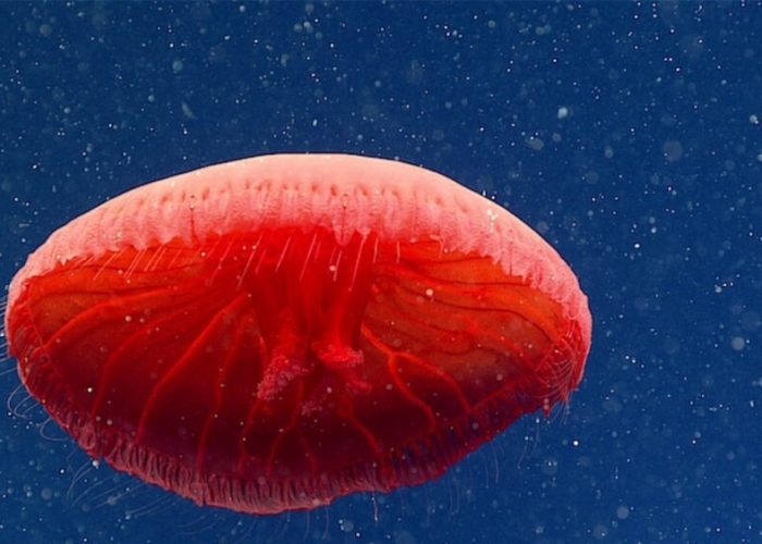 red jellyfish 1 01
