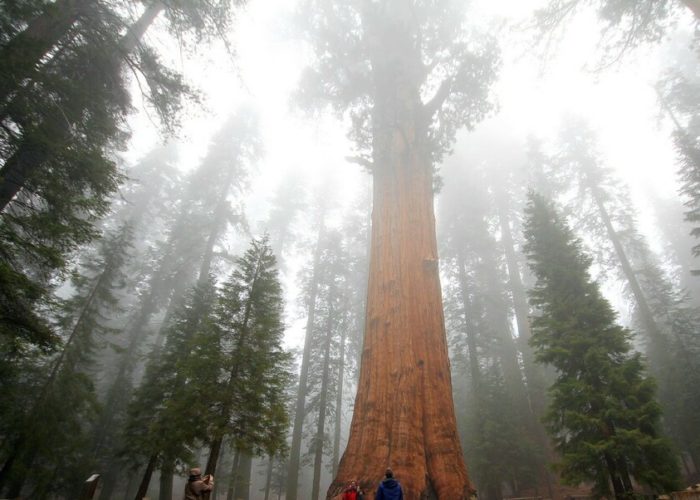 General Sherman Sequoia National Park California1