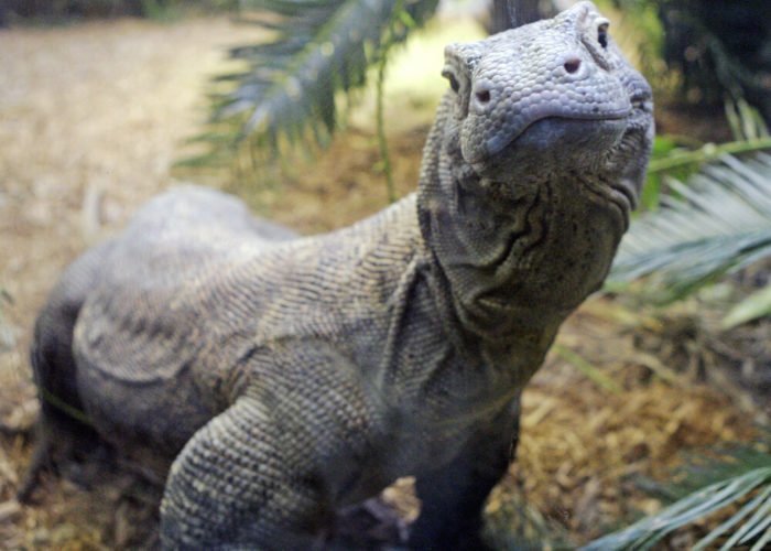 komodo dragon1