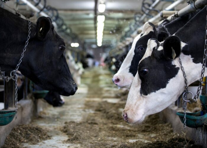 Προς έγκριση στην ΕΕ η πρώτη ζωοτροφή που μειώνει τις εκπομπές μεθανίου