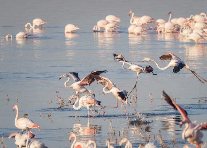 greater flamingoes flamingos birds 35636761