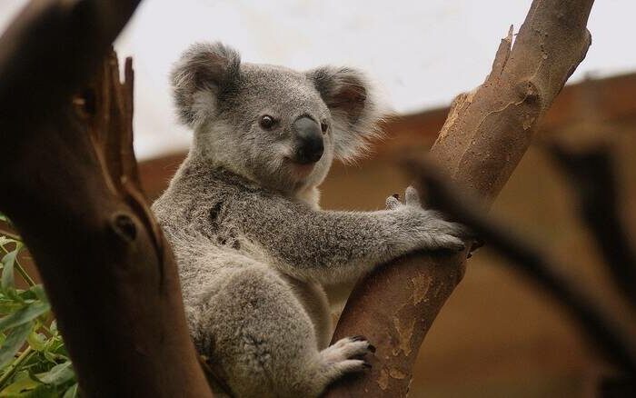 koala aystralia1