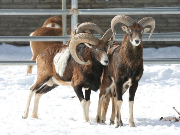 Mouflon in zoo 800x533 agrina maxi city1