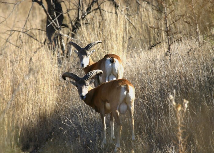 Τα αγρινά απειλούνται από την κλιματική αλλαγή