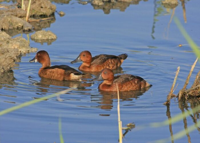 6 Ferruginous duck Zak 300709 4 1