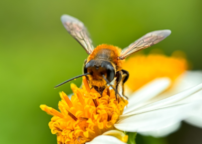 bee arxeio n1