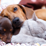 220310151543 dogscatssnuggling850 11 700x500 Ab2ni2 150x150 rCwQXt