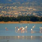 Μέτρα για υγροβιότοπους Ακρωτηρίου και Λίμνης Μακριά ζητούν Βουλευτές