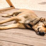 why do dogs like to lay in the sun 1024x692 1 150x150 ULc9l0