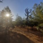 DASI 1 150x150 oHSFTs