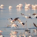 greater flamingoes flamingos birds 35636761 700x500 8PWbNP 150x150 I3t5Tl