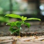 fitevodentra 150x150 2k8jRM