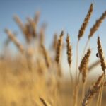 georgia xorafi sitari 150x150 WWFshr