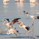 Συνεργασία ΑΗΚ και BirdLife Cyprus για την προστασία των άγριων πουλιώ