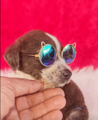 jasmine 325x400 cwVBWh