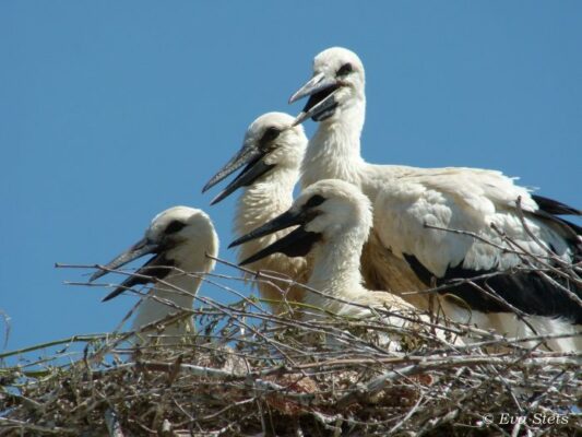 pelargoi trikala2 e1556361441501 533x400 fyEJpT