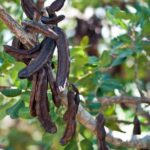 xaroupia 150x150 NczFBa