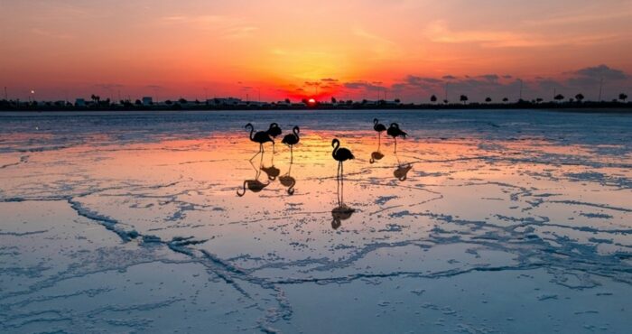 aliki 700x370 644oqb