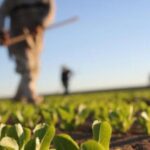 b b b b b b agrotes 1 150x150 IP75A8