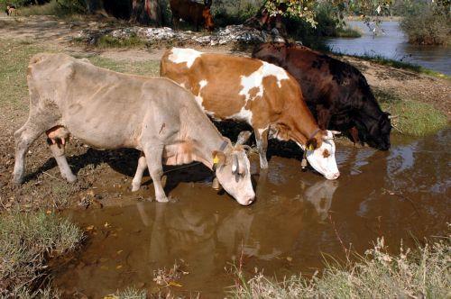 &Eta; &kappa;&lambda;&iota;&mu;&alpha;&tau;&iota;&kappa;ή &alpha;&lambda;&lambda;&alpha;&gamma;ή &epsilon;&nu;&iota;&sigma;&chi;ύ&epsilon;&iota; &alpha;&sigma;&theta;έ&nu;&epsilon;&iota;&epsilon;&sigmaf; &alpha;&pi;ό &tau;&sigma;&iota;&mu;&pi;&omicron;ύ&rho;&iota;&alpha;