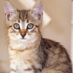 gatakia15 150x150 mAcbER