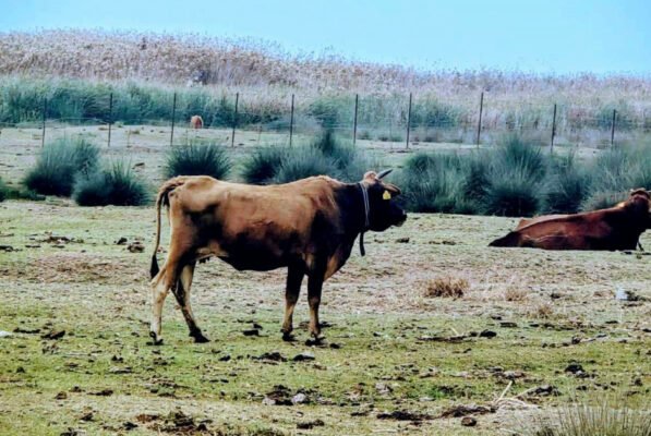 Έ&kappa;&lambda;&epsilon;&iota;&sigma;&epsilon; &pi;&rho;&omicron;&lambda;&eta;&pi;&tau;&iota;&kappa;ά &tau;&omicron; &Lambda;&iota;&beta;ά&delta;&iota; &Alpha;&kappa;&rho;&omega;&tau;&eta;&rho;ί&omicron;&upsilon; &gamma;&iota;&alpha; &pi;&rho;&omicron;&sigma;&tau;&alpha;&sigma;ί&alpha; &tau;&omega;&nu; &epsilon;&lambda;&epsilon;ύ&theta;&epsilon;&rho;&omega;&nu; &alpha;&gamma;&epsilon;&lambda;ά&delta;&omega;&nu;