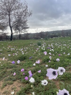 IMG 1834 300x400 jlmnkk