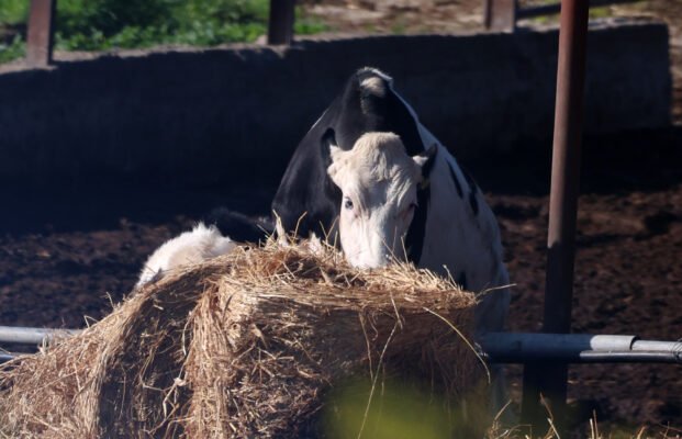 afthodisaradippou 3 621x400 XQCMS5