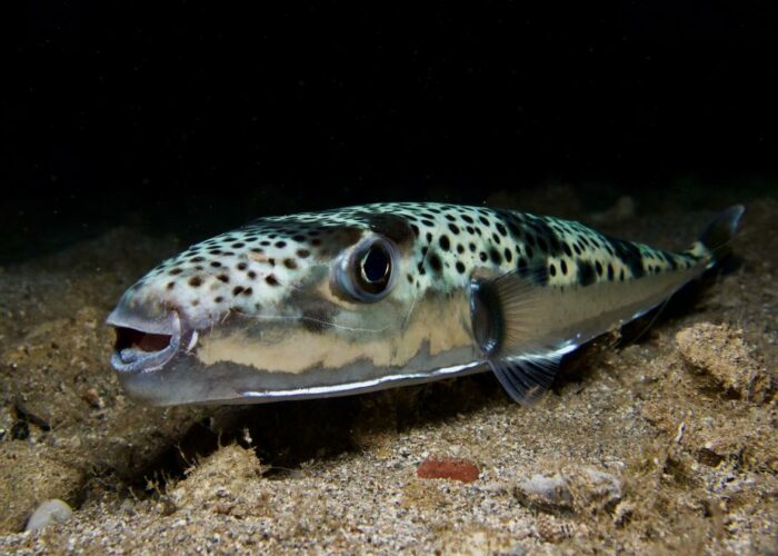 The silver cheeked toadfish EU fisheries department WJOm8l