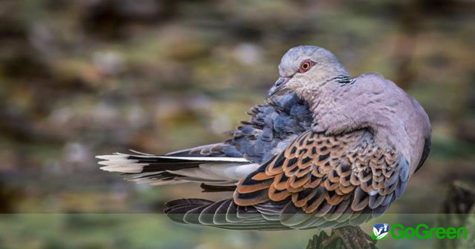 BirdLife Cyprus: Δραματική μείωση του πληθυσμού του τρυγονιού – Να απαγορευτεί το κυνήγι του