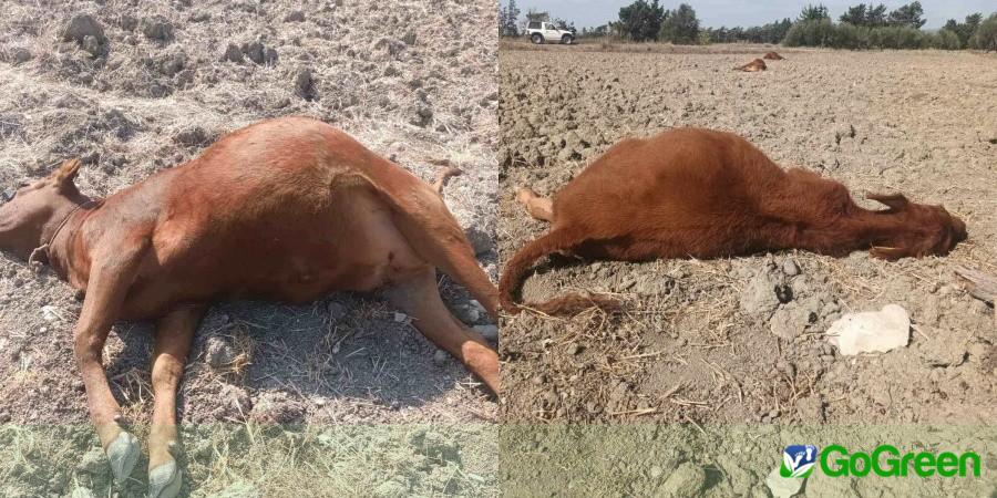 Δηλητηρίαση δείχνει ο θάνατος αγελάδων στο Ακρωτήρι