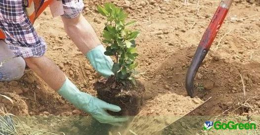 You Reforest Cyprus: Πράσινη Ασπίδα και Παλώδια ενώνουν δυνάμεις φυτεύοντας 2000 δενδρύλλια